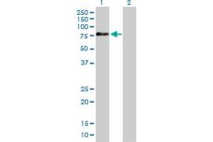 Western Blot analysis of APPL2 expression in transfected 293T cell line by APPL2 MaxPab polyclonal antibody. (APPL2 Antikörper  (AA 1-664))