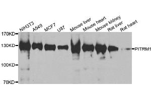 Western blot analysis of extracts of various cell lines, using PITRM1 antibody. (PITRM1 Antikörper)