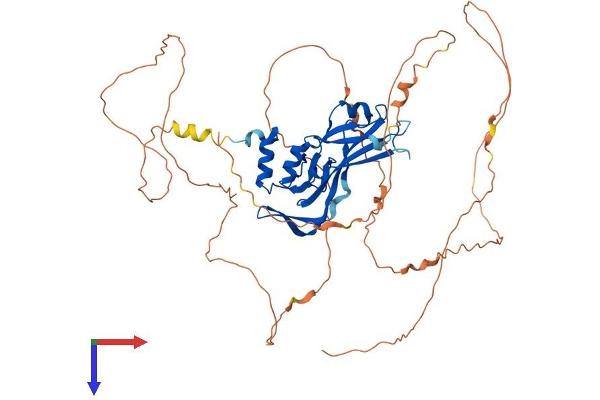 TBX4 Protein (AA 1-545) (His tag)