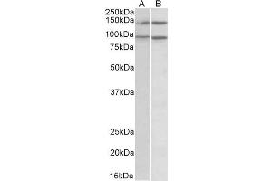 ABIN185123 (0. (ARHGEF18 Antikörper  (C-Term))
