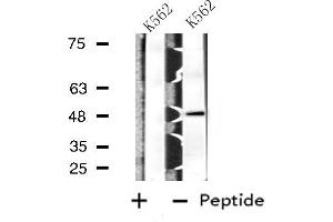 Western blot analysis of extracts from K562 cells, using BAG4 antibody. (BAG4 Antikörper  (Internal Region))