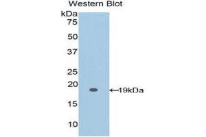 Western Blotting (WB) image for anti-Fibrillin 1 (FBN1) (AA 1475-1638) antibody (ABIN1858828) (Fibrillin 1 Antikörper  (AA 1475-1638))