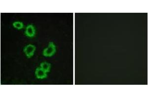 Immunofluorescence analysis of MCF7 cells, using GPR176 Antibody. (GPR176 Antikörper  (AA 466-515))