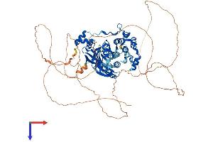 MARK2 Protein (AA 1-788) (His tag)