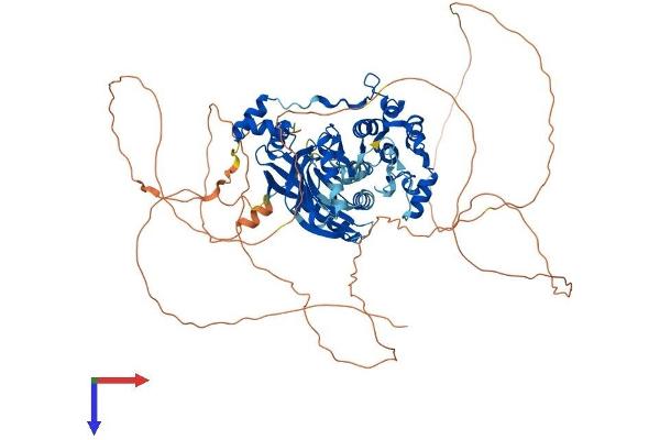 MARK2 Protein (AA 1-788) (His tag)