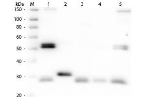 Western Blot of Anti-Rat IgG (H&L) (SHEEP) Antibody . (Schaf anti-Ratte IgG (Heavy & Light Chain) Antikörper (Biotin) - Preadsorbed)