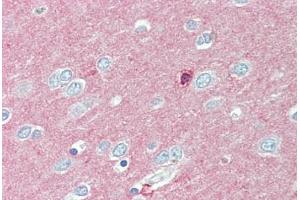 Anti-CADM2 antibody  ABIN1100376 IHC staining of human brain, cortex. (CADM2 Antikörper  (Internal Region))
