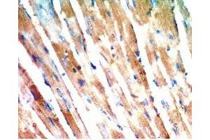 Immunohistochemistry (IHC) image for anti-Adiponectin Receptor 2 (ADIPOR2) (AA 374-386) antibody (ABIN2871645)