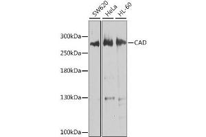 Western blot analysis of extracts of various cell lines, using CAD antibody. (CAD Antikörper  (AA 1650-1900))