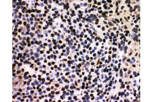 Anti-splicing factor 1 antibody, IHC(F) IHC(F): Rat Spleen Tissue