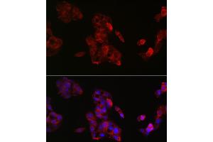 Immunofluorescence (IF) image for anti-Insulin-Like Growth Factor 2 (IGF2) (AA 25-180) antibody (ABIN3022873)