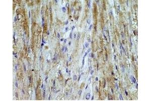 Immunohistochemistry (IHC) image for anti-Angiotensinogen (serpin Peptidase Inhibitor, Clade A, Member 8) (AGT) (AA 1-7) antibody (ABIN2872881)