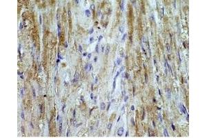 Mouse heart tissue was stained by Angiotensin II (1-7) Antiserum at 1:100 (AGT Antikörper  (AA 1-7))