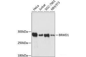 Western blot analysis of extracts of various cell lines using BRWD1 Polyclonal Antibody at dilution of 1:3000. (BRWD1 Antikörper)