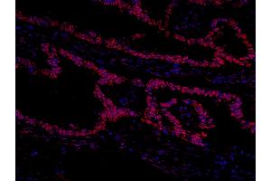 Immunofluorescence (IF) image for anti-General Transcription Factor III (GTF2I) (AA 985-998) antibody (ABIN7448971) (GTF2I Antikörper  (AA 985-998))