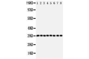 Western Blotting (WB) image for anti-Cytokine Inducible SH2-Containing Protein (CISH) (AA 241-258), (C-Term) antibody (ABIN3044172)