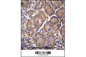 MMRN2 Antibody immunohistochemistry analysis in formalin fixed and paraffin embedded human stomach tissue followed by peroxidase conjugation of the secondary antibody and DAB staining. (MMRN2 Antikörper  (C-Term))