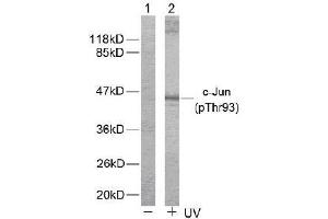 Image no. 2 for anti-Jun Proto-Oncogene (JUN) (pThr93) antibody (ABIN196648) (C-JUN Antikörper  (pThr93))