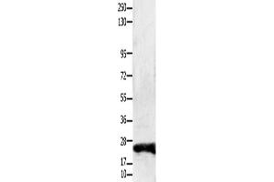 Western Blotting (WB) image for anti-Claudin 1 (CLDN1) antibody (ABIN2431413)