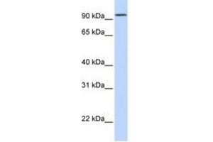 Image no. 1 for anti-Dipeptidyl-Peptidase 6 (DPP6) (AA 720-769) antibody (ABIN6743338) (DPP6 Antikörper  (AA 720-769))