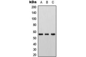 Western blot analysis of LAT2 expression in HEK293T (A), Raw264. (LAT2 Antikörper  (Center))