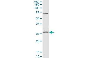 Western Blotting (WB) image for anti-Peroxiredoxin 4 (PRDX4) (AA 1-271) antibody (ABIN1327694)