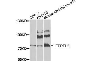 Western blot analysis of extracts of various cells, using LEPREL2 antibody. (LEPREL2 Antikörper)
