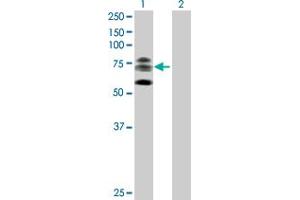 Western Blot analysis of KIF22 expression in transfected 293T cell line by KIF22 MaxPab polyclonal antibody. (KIF22 Antikörper  (AA 1-665))