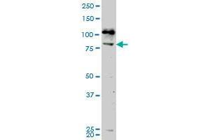 NEK5 antibody  (AA 601-708)
