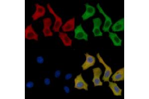 MLK3 Mouse Monoclonal Antibody staining HepG2 cells by IF/ICC. (MAP3K11 Antikörper  (Internal Region))