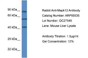 Western Blotting (WB) image for anti-Mitogen-Activated Protein Kinase 12 (MAPK12) (C-Term) antibody (ABIN785817) (MAPK12 Antikörper  (C-Term))
