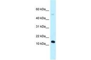 Image no. 1 for anti-RIKEN CDNA 1110059E24 Gene (1110059E24RIK) (AA 39-88) antibody (ABIN6747928) (1110059E24Rik Antikörper  (AA 39-88))