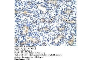 Human Lung (BLZF1 Antikörper  (N-Term))