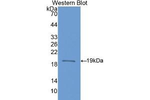 Western Blotting (WB) image for anti-Nitric Oxide Synthase 1, Neuronal (NOS1) (AA 468-616) antibody (ABIN1860025)
