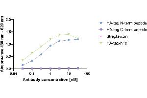 HA-tagged Protein was coated on an ELISA plate at 100 ng. (Rekombinanter HA-Tag Antikörper  (AA 98-106))