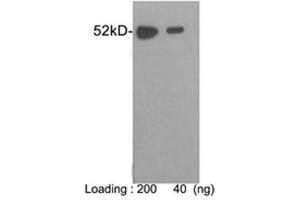 Western blot analysis of E-tag fusion protein using 1 µg/mL Rabbit Anti-E-tag Polyclonal Antibody (ABIN398457) The signal was developed with One-Step WesternTM Complete Kit (Rabbit) (ABIN491509)
