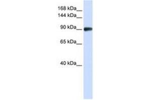 Image no. 1 for anti-DNA repair and recombination protein RAD54B (RAD54B) (N-Term) antibody (ABIN6740489) (RAD54B Antikörper  (N-Term))