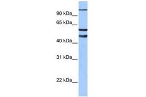 Image no. 1 for anti-Enhancer of Zeste Homolog 1 (EZH1) (AA 180-229) antibody (ABIN6742448) (EZH1 Antikörper  (AA 180-229))