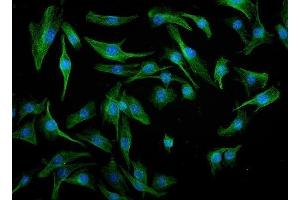 IF analysis of IRF3 using anti-IRF3 antibody (ABIN7599370).