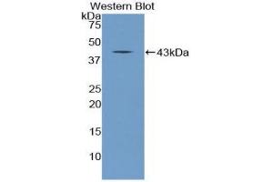 Western Blotting (WB) image for anti-Natriuretic Peptide Type C (NPPC) (AA 31-126) antibody (ABIN1858434)