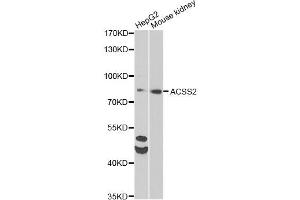 Western blot analysis of extracts of various cell lines, using ACSS2 antibody (ABIN6292756) at 1:1000 dilution. (ACSS2 Antikörper)