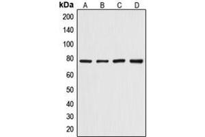 Western blot analysis of Artemis (pS516) expression in HepG2 (A), HeLa (B), mouse skeletal muscle (C), rat skeletal muscle (D) whole cell lysates. (DCLRE1C Antikörper  (pSer516))