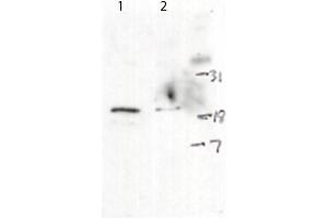 Western Blot of Rabbit anti-H2AXpS139 antibody. (H2AFX Antikörper  (C-Term))