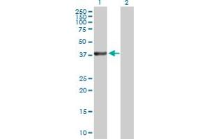 Western Blot analysis of MAP2K3 expression in transfected 293T cell line by MAP2K3 MaxPab polyclonal antibody.