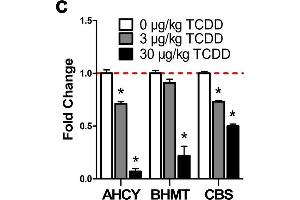 TCDD elicited effects on the hepatic metabolism of homocysteine. (AHCY Antikörper  (AA 253-432))