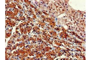 Immunohistochemistry of paraffin-embedded human adrenal gland tissue using ABIN7154668 at dilution of 1:100 (GNG11 Antikörper  (AA 1-70))