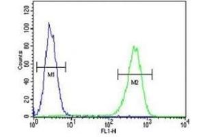 AMACR antibody flow cytometric analysis of MDA-MB231 cells (green) compared to a negative control (blue). (AMACR Antikörper  (AA 323-351))