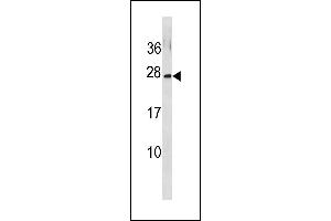 GINS3 Antibody (C-term) (ABIN1881374 and ABIN2843312) western blot analysis in MCF-7 cell line lysates (35 μg/lane). (GINS3 Antikörper  (C-Term))