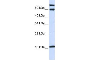 Western Blotting (WB) image for anti-Galanin Prepropeptide (GAL) antibody (ABIN2460110) (GAL Antikörper)