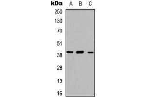 Western blot analysis of ABHD13 expression in HEK293T (A), Raw264. (ABHD13 Antikörper  (Center))